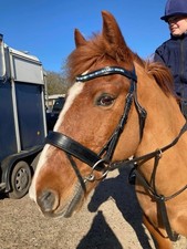 Cob brow band for sale  LINCOLN