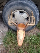 Huge beautiful european for sale  Walhalla