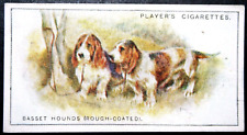 Basset hound rough d'occasion  Expédié en Belgium