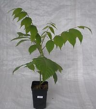 Black walnut juglans for sale  PRESTON