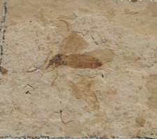 Insecte fossile oligocène d'occasion  Cuxac-d'Aude