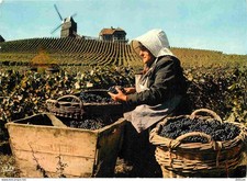 Vignes vendanges champagne d'occasion  Fruges