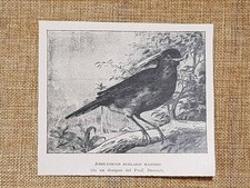 Amblyornis subalaris maschio usato  Villarosa