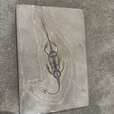 Keichousaurus fossil for sale  COVENTRY
