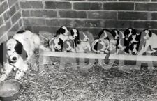 Vintage animali springer usato  Roma