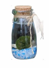 Sizes marimo moss for sale  DRONFIELD