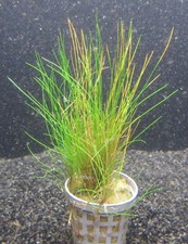 Eleocharis acicularis nadelsim gebraucht kaufen  Stolberg (Rhld.)