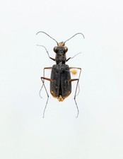 Entomology taxidermy cicindela usato  Roma