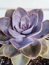 Healthy large succulent for sale  San Francisco