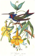 Gravure oiseau angele d'occasion  Montargis