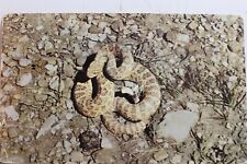 Animal prairie rattler for sale  Wilmington