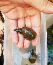 Lumaca lumache acquario usato  Chieti