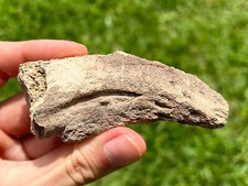 Fossils for sale Fossils for sale Coppell