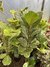 tree fiddle leaf feet 5 fig for sale tree fiddle leaf feet 5 fig for sale Oceanside