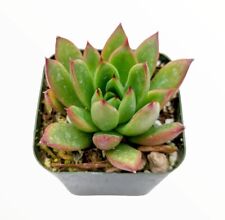 Echeveria agavoides christmas for sale  Garden Grove