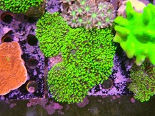 Bright green fuzzy for sale  CLACTON-ON-SEA