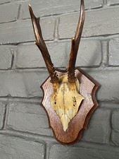 Roe deer antlers for sale  LYMINGTON