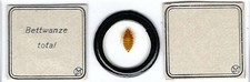 Bed bug cimex for sale  Los Angeles