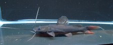 Pack asian redtail for sale  Raymond