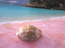 Top cypraea vitellus gebraucht kaufen  München
