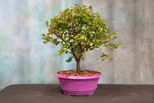 chinese bonsai tree for sale chinese bonsai tree for sale North Fort Myers