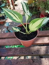 Hosta reversed please for sale  ABERAERON