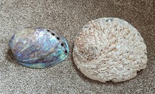 Abalone shells. approx for sale  WEST BROMWICH