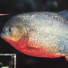 Postcard tennessee aquarium for sale  Southington