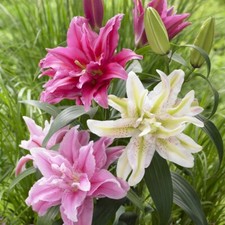 Lilienzwiebeln volle lilie gebraucht kaufen  Guben