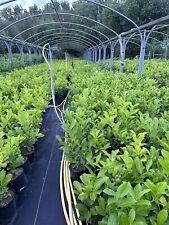 laurel for sale laurel for sale LONDON