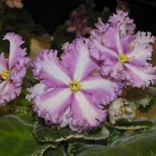 Mixed miniature variegated for sale  Laguna Niguel