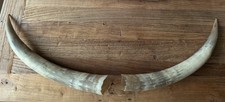 Vintage steer horns for sale  Onalaska