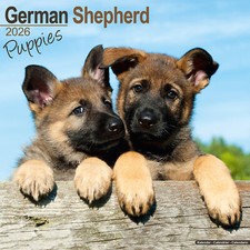 German shepherd puppies for sale  UK