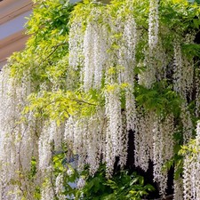Blauregen wisteria floribunda gebraucht kaufen  Düsseldorf