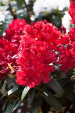 Rhododendron hybr erato gebraucht kaufen  Westerstede