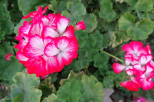 Rare red white for sale  Patterson