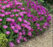 Magenta delosperma coopers for sale  San Jose