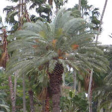 Phoenix canariensis var. usato  Napoli