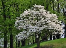 Flowering dogwood tree for sale  De Pere