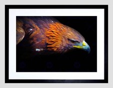 Nature golden eagle for sale  EDINBURGH