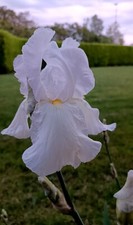 Bulbi iris germanica usato  Visano