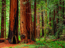 Seeds redwood coastal for sale  Phoenix