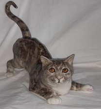 Large winstanley cat for sale  WILMSLOW