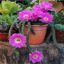 Echinocereus pentalophus ladyf for sale  Tucson