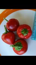 Semi peperoncino calabrese usato  Venzone