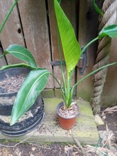 White bird paradise for sale  Fairfield