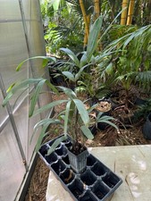 lady palm for sale lady palm for sale Port Saint Lucie