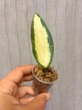 Rare new hoya d'occasion  Expédié en Belgium