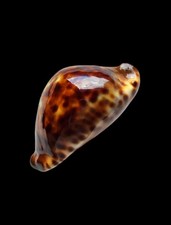 Shell conchiglia cypraea usato  Forano