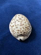 Seashell large natural for sale  Citrus Heights